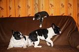 BOULEDOGUE DRANCAIS ET CHAT 009
